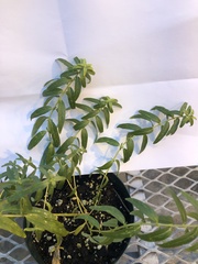 Scutellaria baicalensis