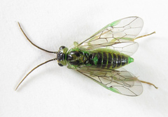 Euura hypoxantha