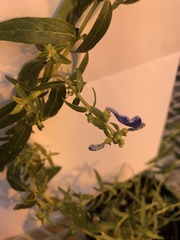 Scutellaria baicalensis