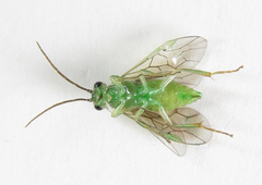 Euura hypoxantha
