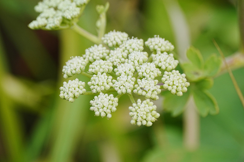 Peucedanum japonicum, photograph 6
