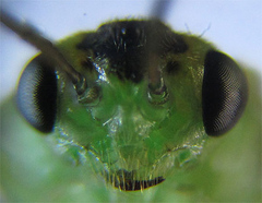 Euura hypoxantha