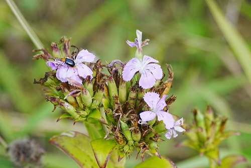 Dianthus japonicus, photograph 4