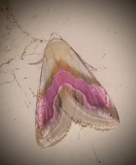 Eublemma roseana