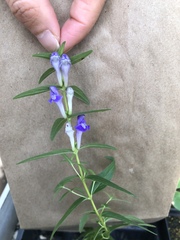 Scutellaria baicalensis