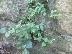 Parietaria officinalis