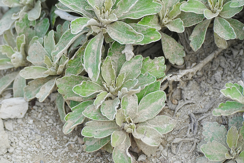 Ajania pacifica, photograph 6