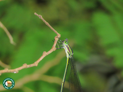 Mecistogaster amalia