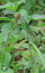 Mecistogaster amalia