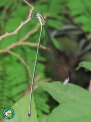 Mecistogaster amalia