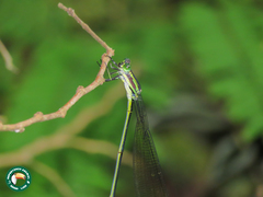 Mecistogaster amalia