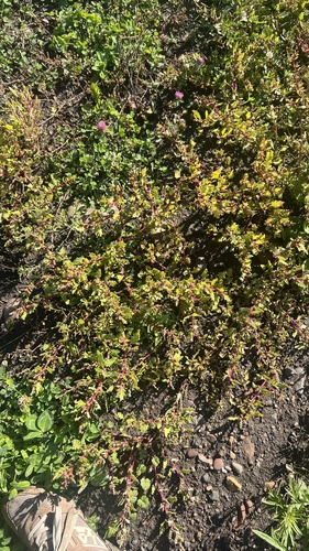 oak-leaved goosefoot