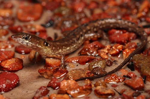 Two-faced Neusticurus