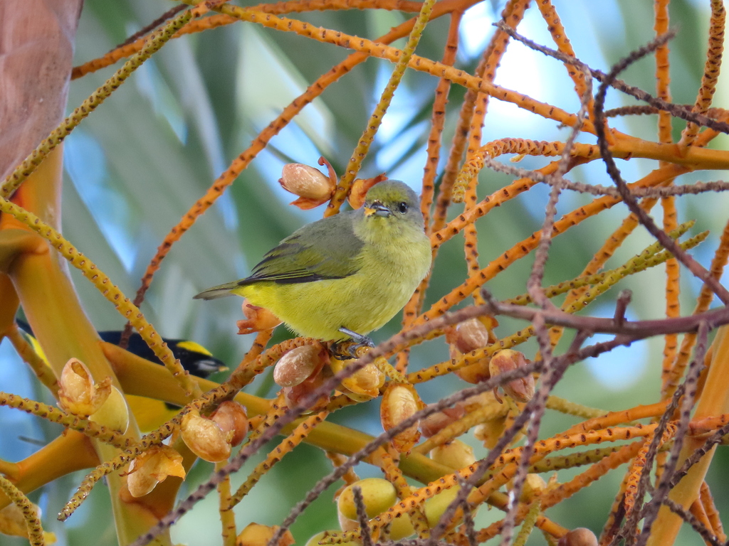 Scrub Euphonia