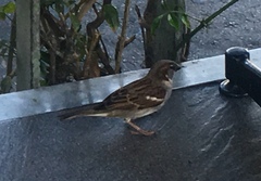 Passer domesticus