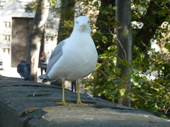 Larus michahellis