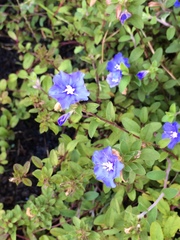 Evolvulus glomeratus