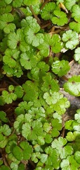 Hydrocotyle microphylla