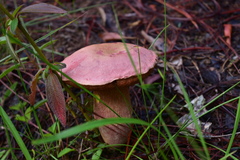Boletus miniato-olivaceus