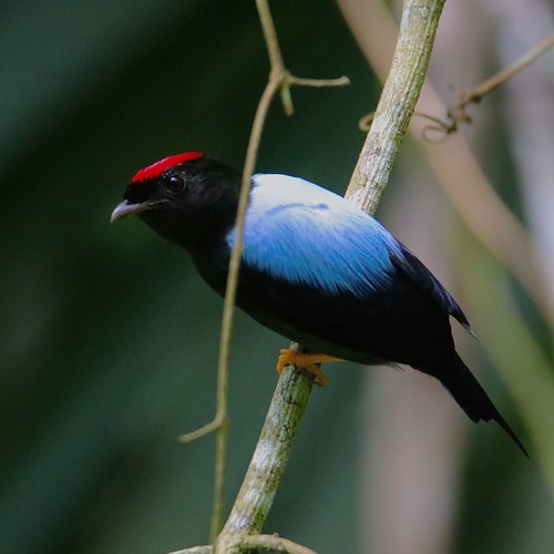 Lance-tailed Manakin (Chiroxiphia lanceolata), photo 6
