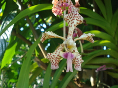 Vanda tricolor