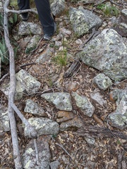 Festuca ligulata