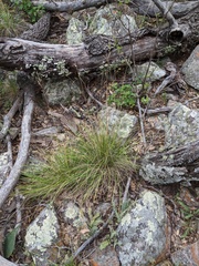 Festuca ligulata