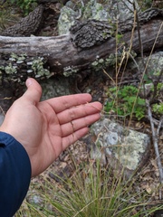 Festuca ligulata