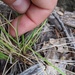 Festuca ligulata - Photo (c) cwhiting, μερικά δικαιώματα διατηρούνται (CC BY-NC), uploaded by cwhiting
