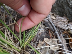 Festuca ligulata