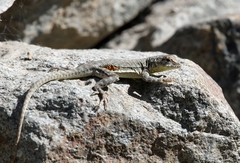 Microlophus