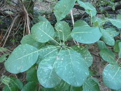 Cotinus coggygria