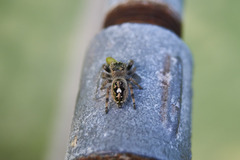 Phidippus bidentatus
