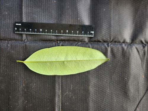 Maasia glauca observed 2025-07-17