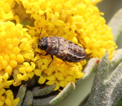 Nothomorpha