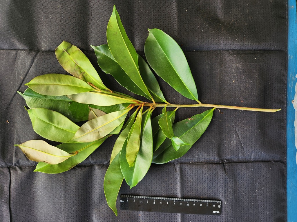 Palaquium rostratum (Palaquium rostratum)