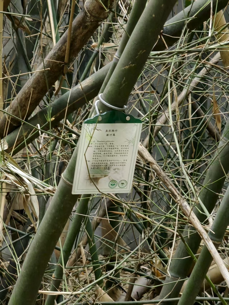 Bambusa gibboides