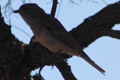 Pachycephala inornata