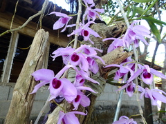 Dendrobium anosmum