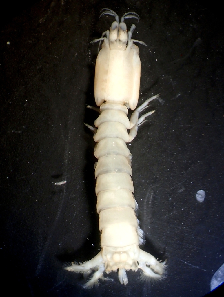 Takuidae