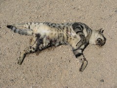 Felis lybica ornata