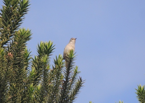 Araucaria Tit-Spinetail