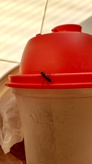 Ectatomminae
