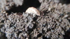 Diplopoda