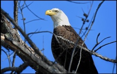 Haliaeetus leucocephalus image