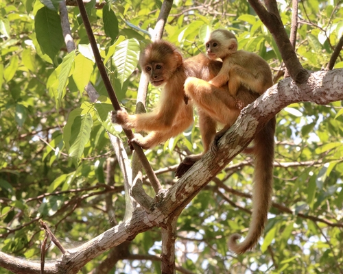 Spix's White-fronted Capuchin