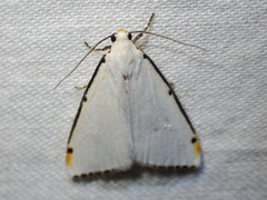 Termessa nivosa