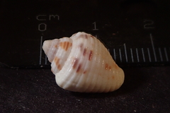 Columbella mercatoria