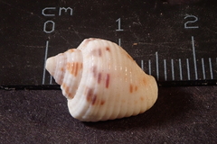 Columbella mercatoria