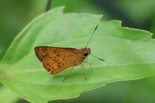 Common Pathfinder